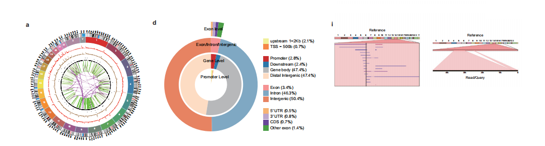 分子探针与表观遗传学研究好文分享： 结构变异通过三维基因组破坏驱动ccRCC中的增强子劫持