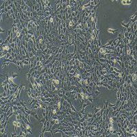 4T1(小鼠乳腺癌细胞)