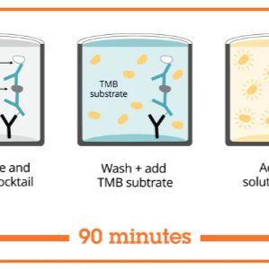 Abcam/艾博抗	ab178013	人IL-6 ELISA试剂盒
