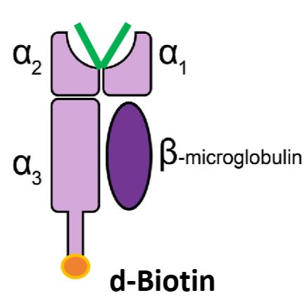 可置换肽配体的MHC单体