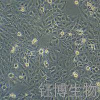 IPEC-J2(IPECJ2) ；猪小肠上皮细胞