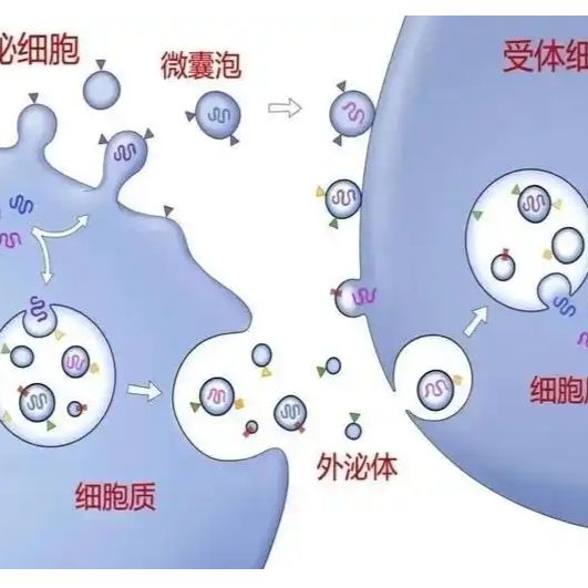 CD81外泌体慢病毒包装