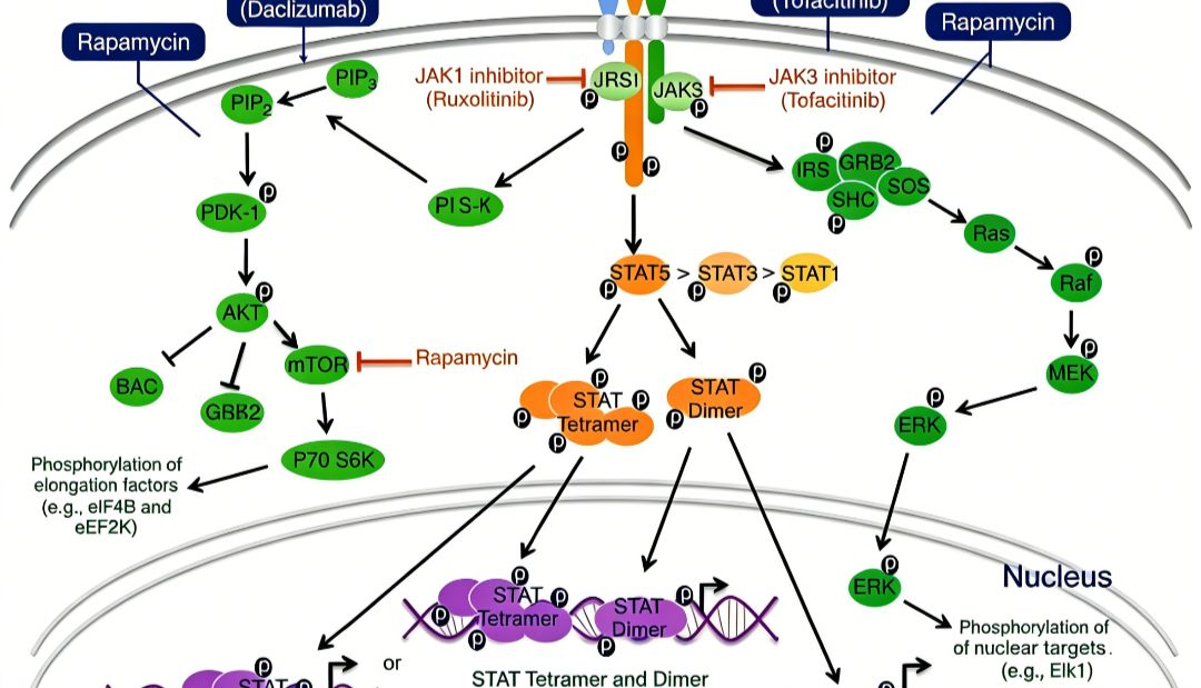 人IL-28B蛋白如何调控抗病毒免疫与炎症？