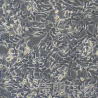 GL261（小鼠胶质瘤细胞） 