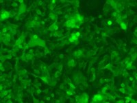 MC38-LUC-GFP-Puro【MC38-LUC;MC38-GFP】双标记的小鼠结肠癌细胞