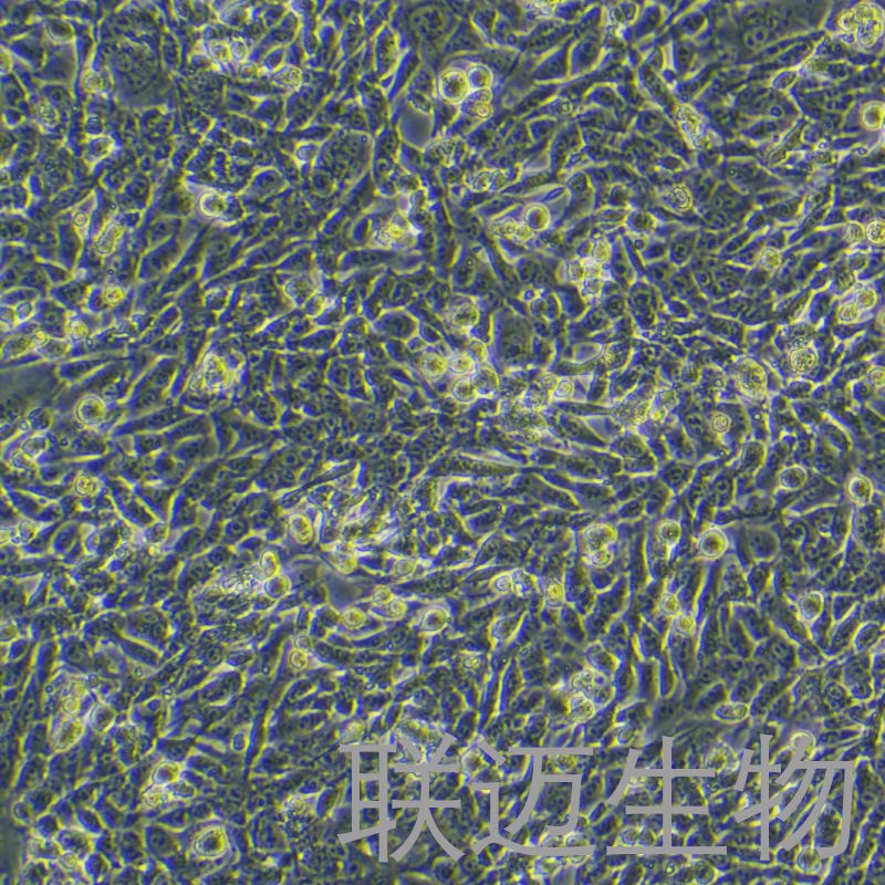 TC-1细胞(小鼠肺上皮细胞)