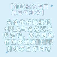 【邻近标记蛋白质互作组学】光催化邻近标记+PLA与免疫荧光共定位，多尺度解析配体激活EGFR的动态互作网络