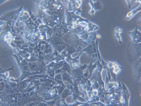 HL-1【HL1;HL 1】 小鼠心肌细胞