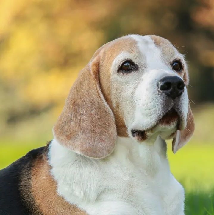 动物实验丨实验犬功能性消化不良模型