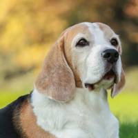 动物实验丨实验犬功能性消化不良模型