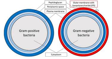 你真的了解内毒素吗？从结构特征到理化特性，360度解读这个让FDA头疼、生物制药梦魇的“顽固分子”