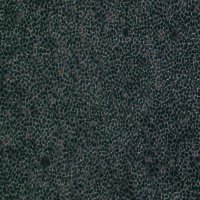 MDCK狗肾转化细胞价格