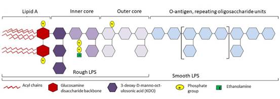 Periodontitis_and_cardiometabolic_disorders_The_ro-32 拷贝