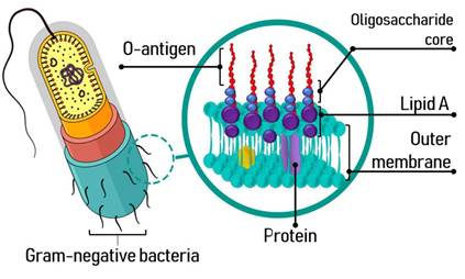 Pathological and Therapeutic Approach to Endotoxin-Secreting Bacteria Involved in Periodontal Disease-3