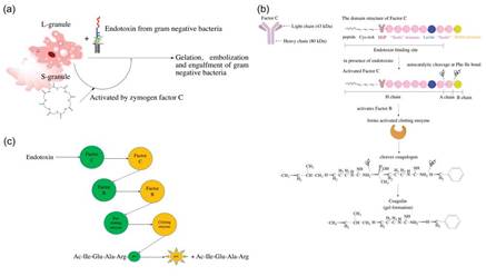 鲎试剂用了40年，为什么欧美药典开始转向重组C因子法？内毒素检测的"去动物化"趋势不可阻挡？