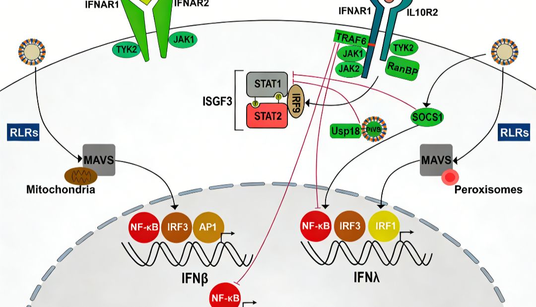 人IL-28A蛋白如何展现其抗肿瘤潜力？