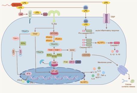外毒素 vs 内毒素：LPS免疫应答引爆炎症的机制是什么？