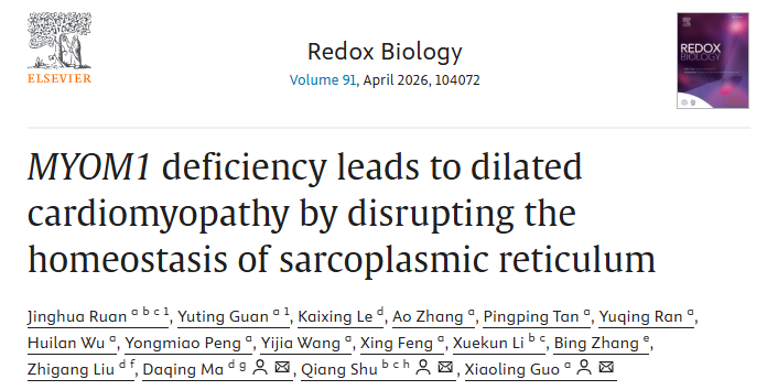 MYOM1缺乏通过破坏肌浆网的稳态导致扩张型心肌病