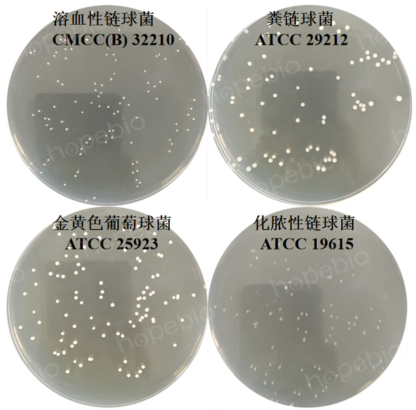 Todd-Hewitt琼脂培养基原理和使用方法
