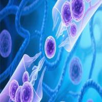 脂肪间充质干细胞外泌体