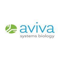 DCP1B Antibody - middle region