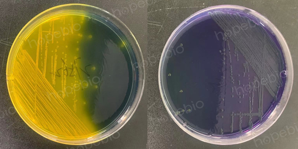 CPC琼脂原理及现象