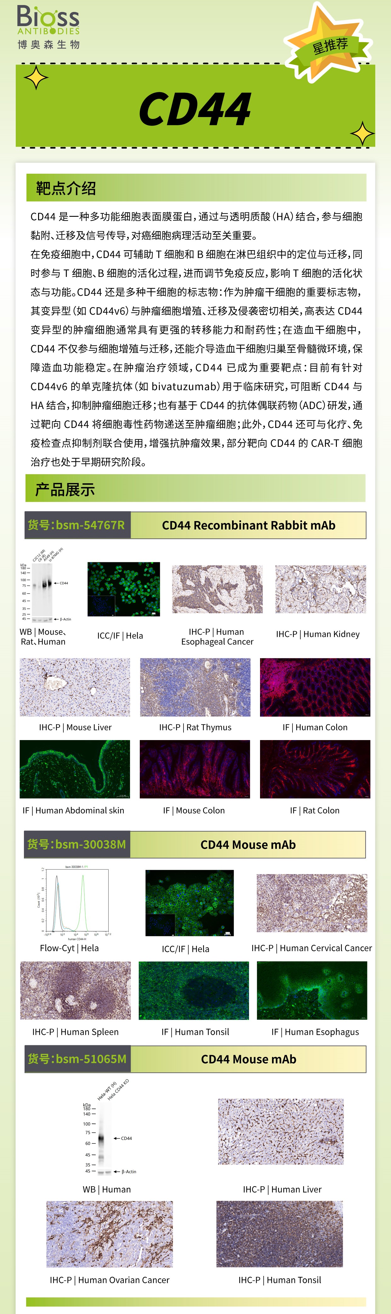 博奥森星推荐 | CD44 抗体