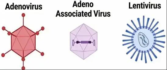 从慢病毒到AAV：MDL助您轻松选择！