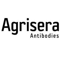 Anti-DCL5 | Dicer-like 102 (Zea mays)