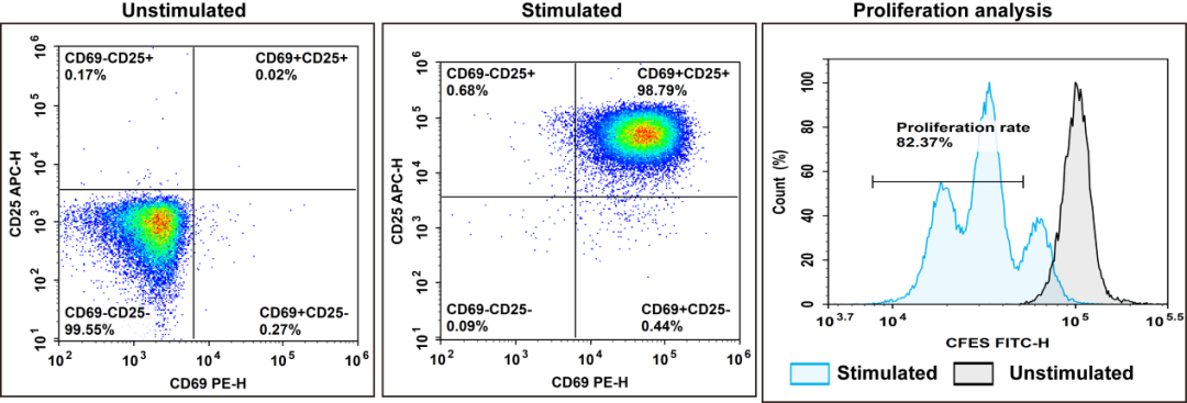 人CD3+T细胞的阴性分选和快速激活实验结果