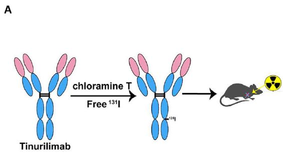 突破性进展：新型免疫治疗药物助力肺腺癌诊疗一体化新策略