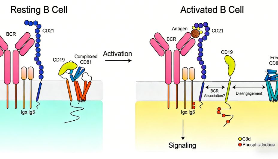 CD19单克隆抗体如何成为B细胞相关疾病的核心治疗靶点？