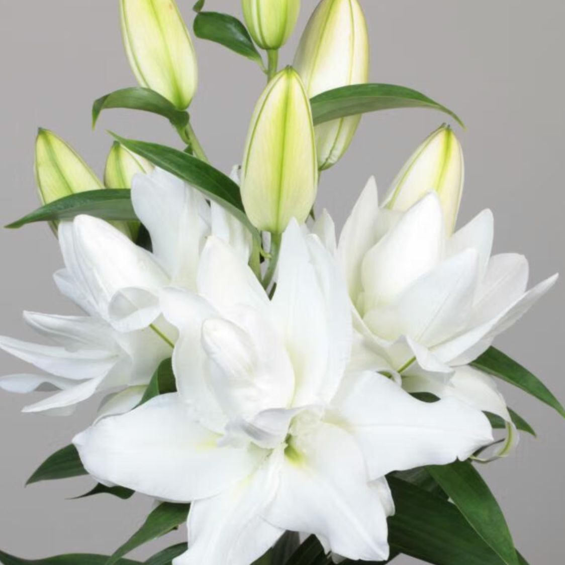 百合遗传转化服务