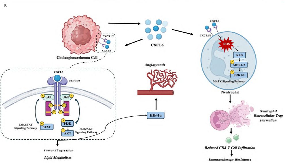 【IF 14.1】CXCL6 调控胆管癌进展与免疫耐药的双重机制研究