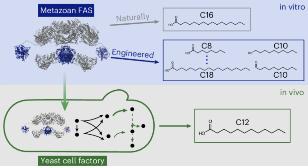 BMG LABTECH多功能酶标仪文献分享,国家植研所植物化学与天然药物国重实验室‌，大连化物所，德国个的大学等多家机构发表在 Nature Chemical Biology “Engineering metazoan fatty acid synthase to control chain length applied in yeast” 报告