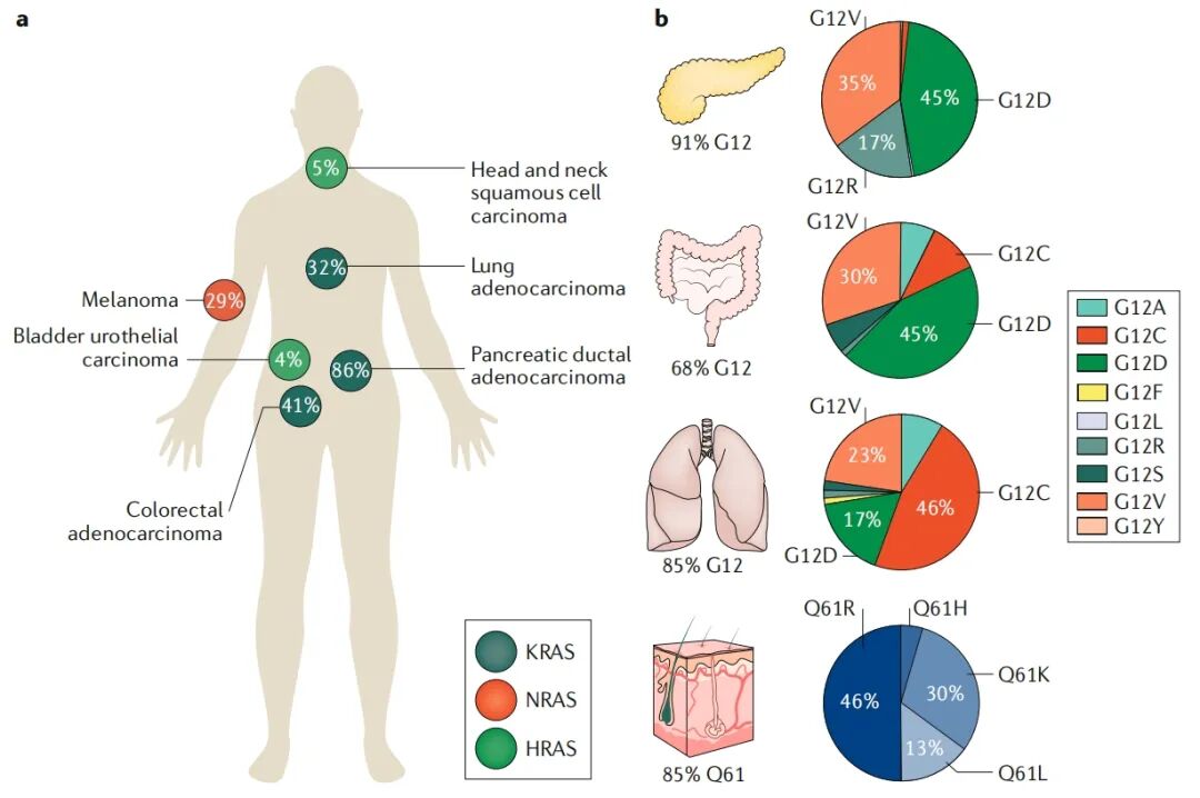 RAS 突变驱动癌症：从“不可成药”到靶向治疗的新纪元