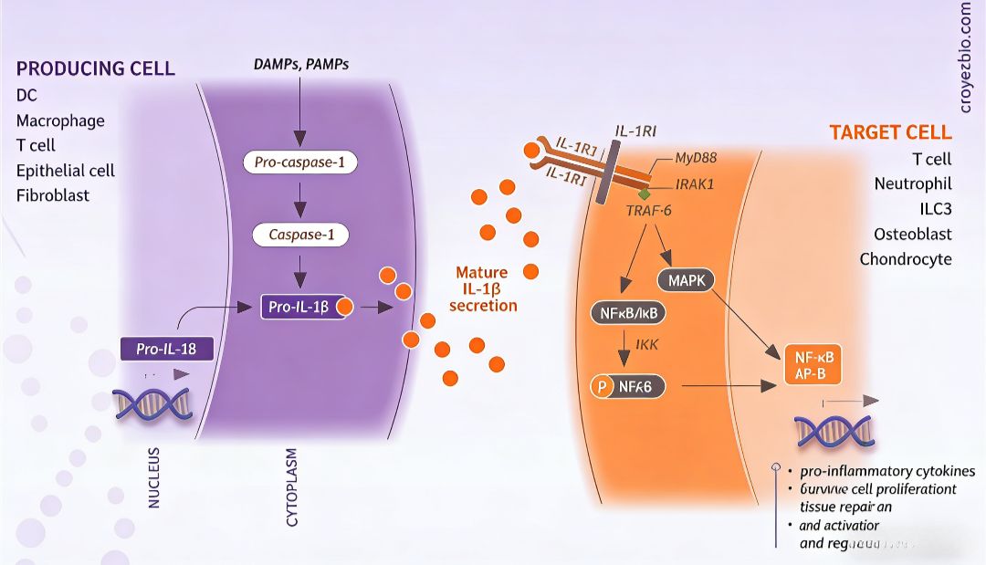 Human IL-1β ELISA试剂盒如何解析炎症与抗肿瘤免疫的复杂关联？
