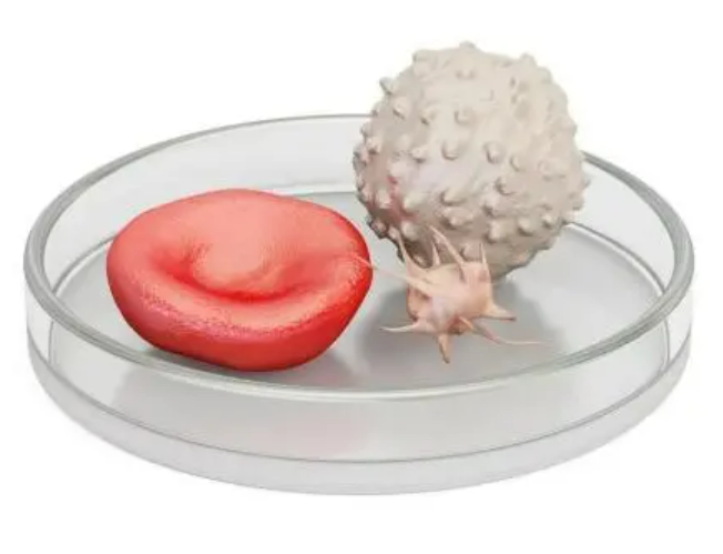 【BIOLOGIX|巴罗克】干货！你不知道的3D细胞培养