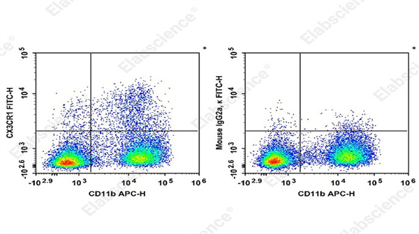 神经免疫研究利器！ElabscienceFITC 标记抗鼠CX3CR1抗体[SA011F11]，信噪比高、即用即测