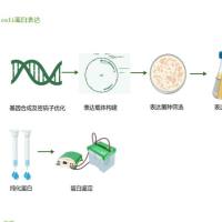 蛋白表达服务