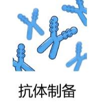 抗体制备-单抗/多抗/重组抗体等