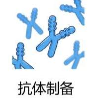 抗体制备-单抗/多抗/重组抗体等