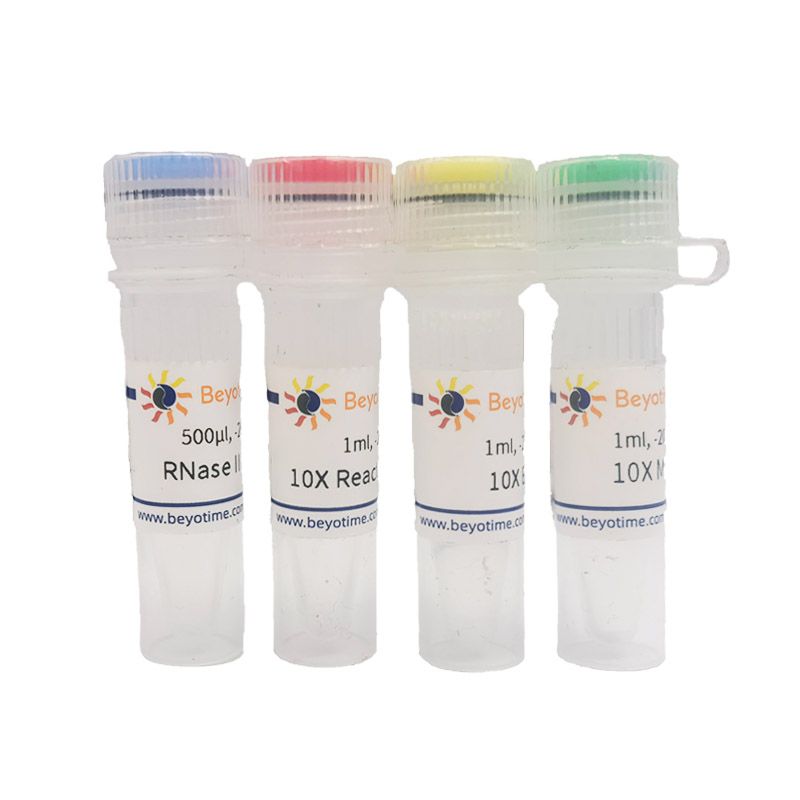 碧云天R7086S 核糖核酸酶III RNase III (dsRNA-specific)