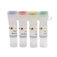 碧云天R7086S 核糖核酸酶III RNase III (dsRNA-specific)