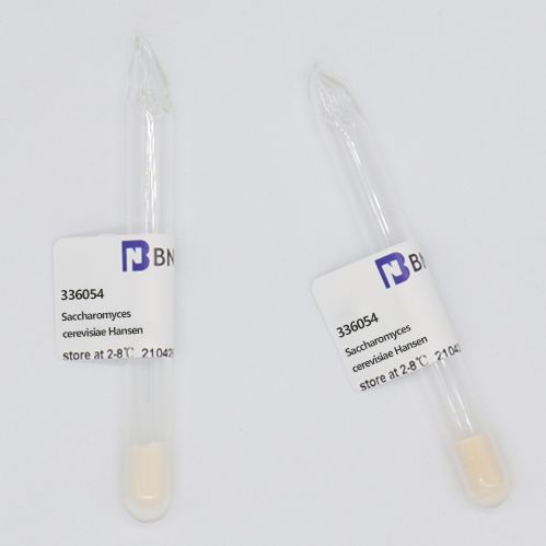 BNCC336054 酿酒酵母