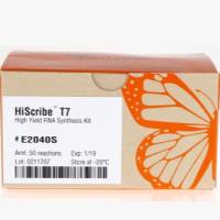 NEB	E2040	HiScribe® T7 高效 RNA 合成试剂盒