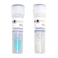 碧云天C0005 细胞凋亡阳性对照试剂盒