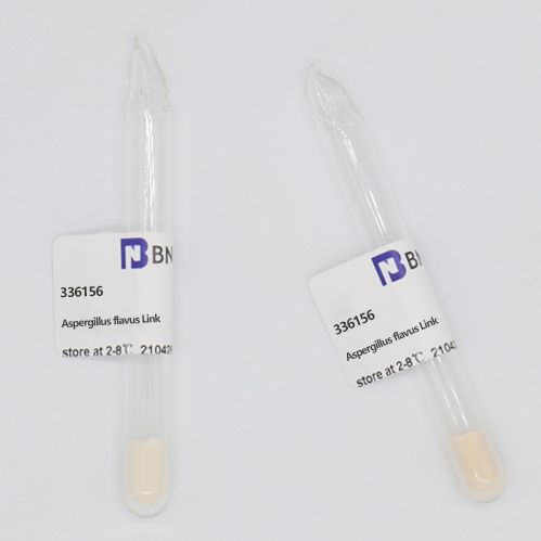 BNCC336156 黄曲霉
