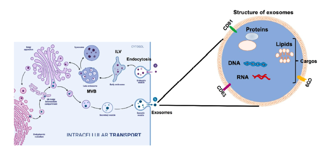 智荟智选 | 外泌体工艺干货深度解析（上）