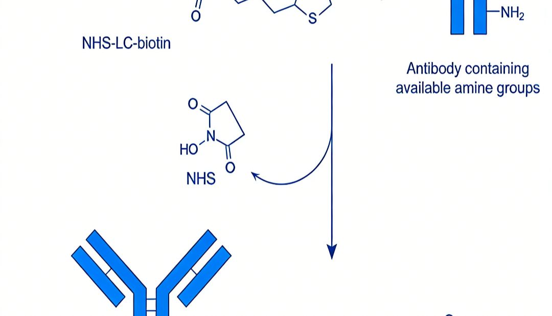 Biotin标记二抗如何实现信号放大与检测灵敏度的飞跃？
